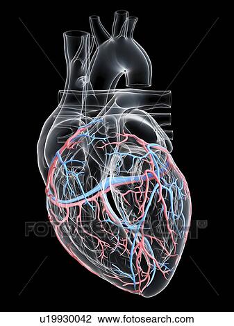 Human heart with coronary blood vessels, illustration. View Large Photo Image Stock Image - Human heart with coronary blood vessels, illustration.. Fotosearch
