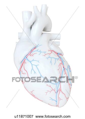 Stock Photo - Human heart with coronary blood vessels, illustration.. Fotosearch