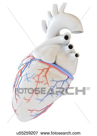 Human heart with coronary blood vessels, illustration. View Large Photo Image Stock Photo - Human heart with coronary blood vessels, illustration.. Fotosearch