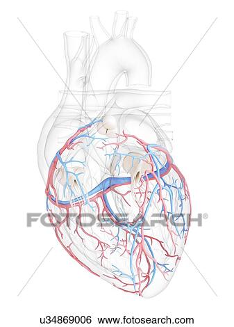 Human heart with coronary blood vessels, illustration. View Large Photo Image Stock Photograph - Human heart with coronary blood vessels, illustration.. Fotosearch