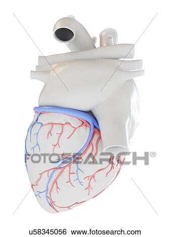 Human heart with coronary blood vessels, illustration. View Large Photo Image Stock Photograph - Human heart with coronary blood vessels, illustration.. Fotosearch
