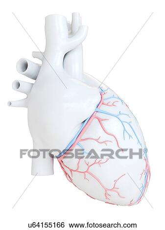 Human heart with coronary blood vessels, illustration. View Large Photo Image Stock Photograph - Human heart with coronary blood vessels, illustration.. Fotosearch