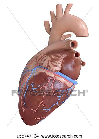 Picture - Human heart with coronary veins and arteries, illustration.. Fotosearch