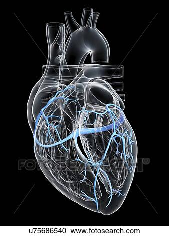 Human heart with coronary veins, illustration. View Large Photo Image Stock Image - Human heart with coronary veins, illustration.. Fotosearch