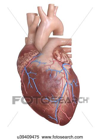 Human heart with coronary veins, illustration. View Large Photo Image Stock Photography - Human heart with coronary veins, illustration.. Fotosearch