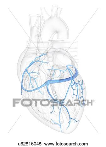 Stock Photography - Human heart with coronary veins, illustration.. Fotosearch