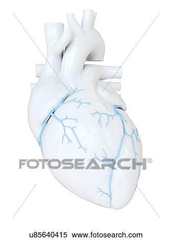 Human heart with coronary veins, illustration. View Large Photo Image Stock Photography - Human heart with coronary veins, illustration.. Fotosearch