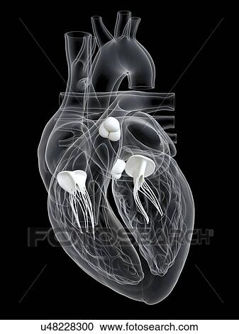 Human heart with valves, illustration. View Large Photo Image Stock Image - Human heart with valves, illustration.. Fotosearch