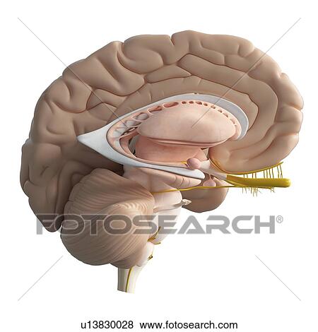 Human inner brain, illustration. View Large Photo Image Stock Photo - Human inner brain, illustration.. Fotosearch