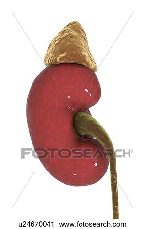 Stock Image - Human kidney and adrenal gland, illustration. Fotosearch