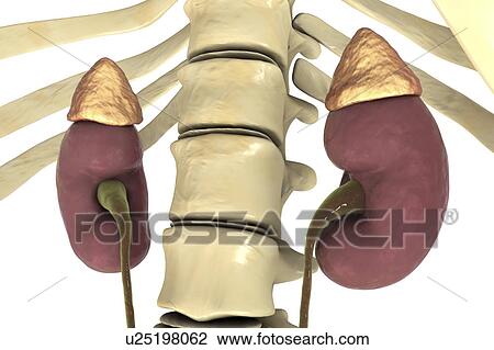 Human kidneys and adrenal glands, illustration View Large Photo Image Stock Image - Human kidneys and adrenal glands, illustration. Fotosearch