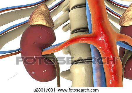 Stock Image - Human kidneys and adrenal glands, illustration. Fotosearch