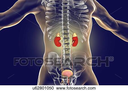 Stock Image - Human kidneys and adrenal glands, illustration. Fotosearch