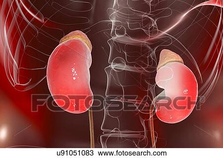 Stock Image - Human kidneys and adrenal glands, illustration. Fotosearch