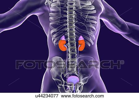 Human kidneys and adrenal glands, illustration View Large Photo Image Stock Photo - Human kidneys and adrenal glands, illustration. Fotosearch