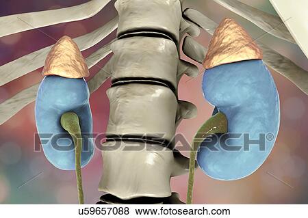 Stock Photo - Human kidneys and adrenal glands, illustration. Fotosearch