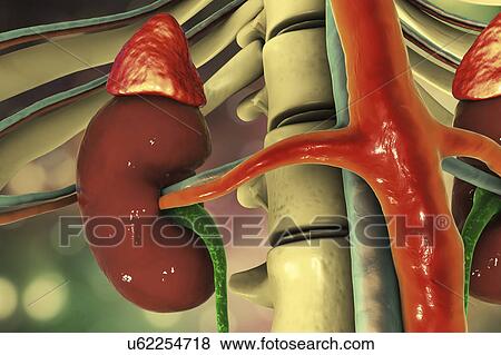 Stock Photo - Human kidneys and adrenal glands, illustration. Fotosearch