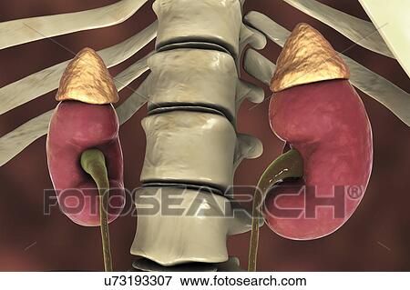 Stock Photo - Human kidneys and adrenal glands, illustration. Fotosearch