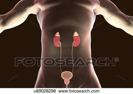 Stock Photo - Human kidneys and adrenal glands, illustration. Fotosearch
