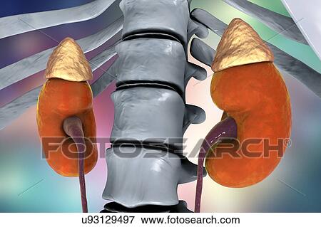 Stock Photo - Human kidneys and adrenal glands, illustration. Fotosearch