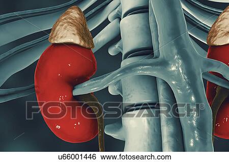 Stock Photograph - Human kidneys and adrenal glands, illustration. Fotosearch