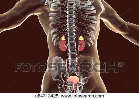 Stock Photography - Human kidneys and adrenal glands, illustration. Fotosearch