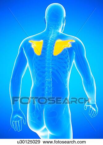 Stock Photo - Human shoulder blades, illustration.. Fotosearch