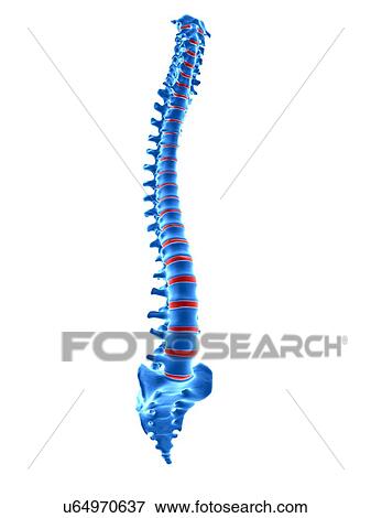 Human spinal vertebrae, illustration. View Large Photo Image Stock Photo - Human spinal vertebrae, illustration.. Fotosearch