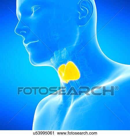 Human thyroid gland, illustration. View Large Photo Image Stock Image - Human thyroid gland, illustration.. Fotosearch