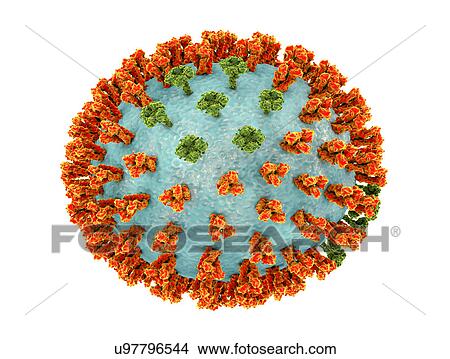 Influenza virus H3N2 strain. 3D illustration showing surface glycoprotein spikes hemagglutinin (orange) and neuraminidase (green) on an influenza (flu) virus particle. Haemagglutinin plays a role in attachment of the virus to human respiratory cells.... View Large Photo Image Picture - Influenza virus H3N2 strain. 3D illustration showing surface glycoprotein spikes hemagglutinin (orange) and neuraminidase (green) on an influenza (flu) virus particle. Haemagglutinin plays a role in attachment of the virus to human respiratory cells..... Fotosearch
