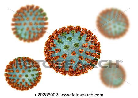 Stock Image - Influenza virus H3N2 strain. 3D illustration showing surface glycoprotein spikes hemagglutinin (orange) and neuraminidase (green) on an influenza (flu) virus particle. Haemagglutinin plays a role in attachment of the virus to human respiratory cells..... Fotosearch