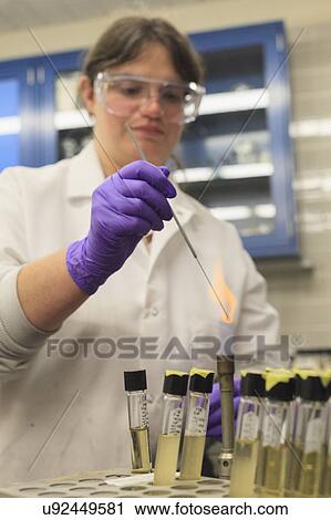 Stock Image - Lab technician checking flame test colour of sample.. Fotosearch