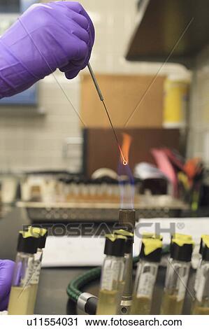 Lab technician holding sample in flame. View Large Photo Image Stock Image - Lab technician holding sample in flame.. Fotosearch