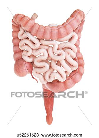 Large and small intestine, illustration. View Large Photo Image Stock Image - Large and small intestine, illustration.. Fotosearch