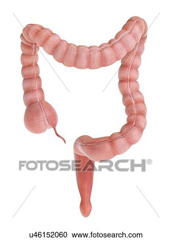 Stock Image - Large intestine, illustration.. Fotosearch