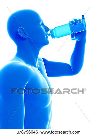 Stock Photograph - Man drinking from bottle, illustration.. Fotosearch