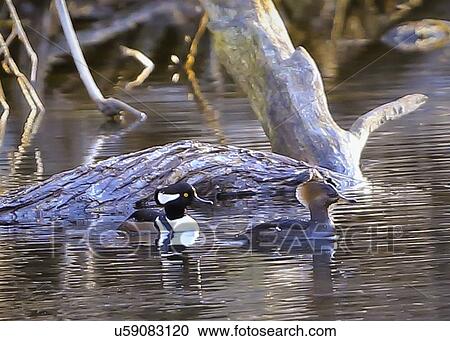 Merganser View Large Photo Image Stock Image - Merganser. Fotosearch