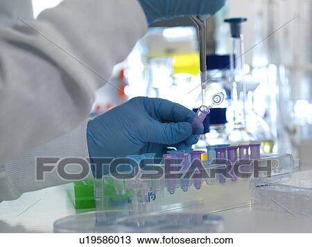Stock Image - MODEL RELEASED. Biochemical research. Scientist pipetting samples into tubes ready for testing in a laboratory.. Fotosearch