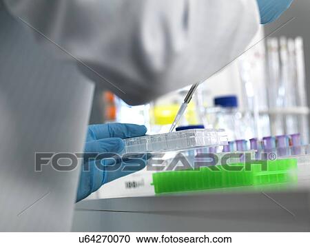 MODEL RELEASED. Biological research. Scientist pipetting samples into a multi well plate ready for automated testing in a laboratory. View Large Photo Image Stock Image - MODEL RELEASED. Biological research. Scientist pipetting samples into a multi well plate ready for automated testing in a laboratory.. Fotosearch