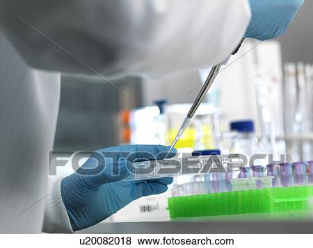 MODEL RELEASED. Biological research. Scientist pipetting samples into a multi well plate ready for automated testing in a laboratory. View Large Photo Image Stock Photo - MODEL RELEASED. Biological research. Scientist pipetting samples into a multi well plate ready for automated testing in a laboratory.. Fotosearch