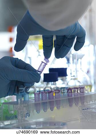 MODEL RELEASED. Biomedical research. Scientist closing the lid of a vial ready for testing in a laboratory. View Large Photo Image Stock Photo - MODEL RELEASED. Biomedical research. Scientist closing the lid of a vial ready for testing in a laboratory.. Fotosearch