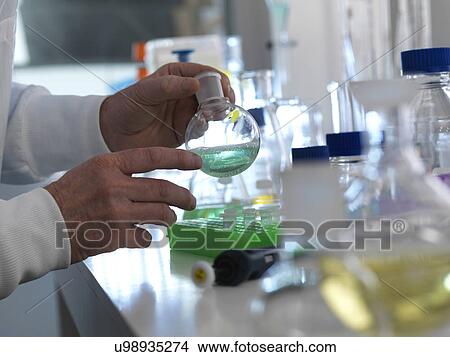 MODEL RELEASED. Biotechnology experiment. Scientist preparing a chemical formula in a laboratory flask during a experiment. View Large Photo Image Picture - MODEL RELEASED. Biotechnology experiment. Scientist preparing a chemical formula in a laboratory flask during a experiment.. Fotosearch