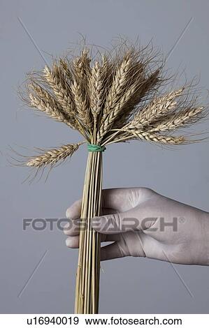 MODEL RELEASED. Person holding bunch of wheat. View Large Photo Image Stock Photo - MODEL RELEASED. Person holding bunch of wheat.. Fotosearch