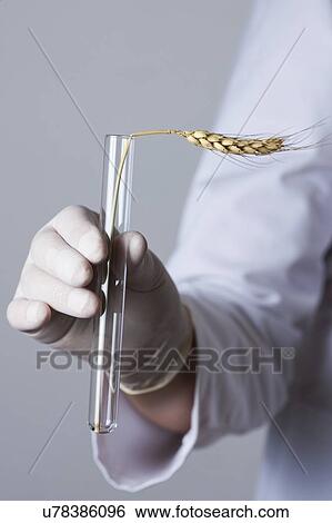 Stock Photograph - MODEL RELEASED. Person holding test tube with ear of wheat.. Fotosearch