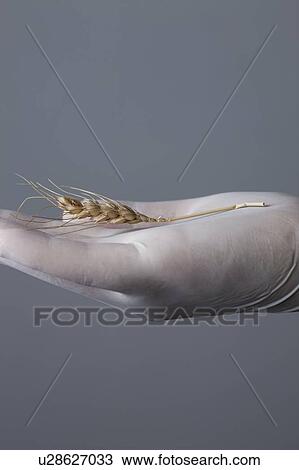 MODEL RELEASED. Person wearing latex glove holding wheat. View Large Photo Image Stock Image - MODEL RELEASED. Person wearing latex glove holding wheat.. Fotosearch