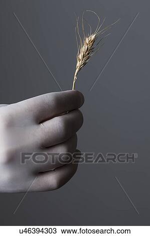 Stock Image - MODEL RELEASED. Person wearing latex glove holding wheat.. Fotosearch