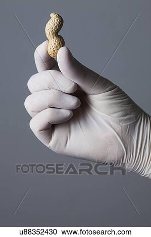 MODEL RELEASED. Person wearing latex glove holding monkey nut. View Large Photo Image Stock Image - MODEL RELEASED. Person wearing latex glove holding monkey nut.. Fotosearch