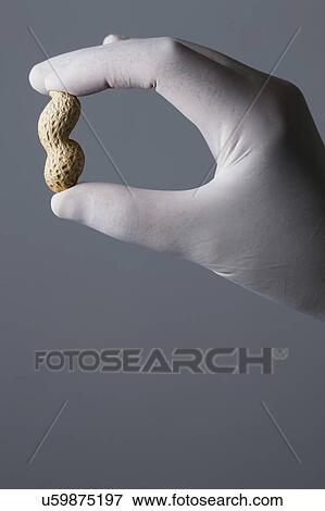 Stock Photo - MODEL RELEASED. Person wearing latex glove holding monkey nut between fingers.. Fotosearch
