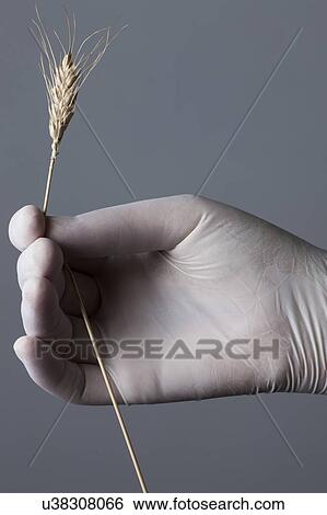 Stock Photograph - MODEL RELEASED. Person wearing latex glove holding wheat.. Fotosearch