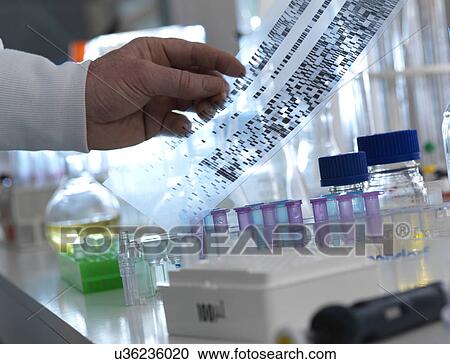 MODEL RELEASED. Scientist holding a DNA (deoxyribonucleic acid) autoradiogram revealing the genetic make up of a sample. View Large Photo Image Stock Image - MODEL RELEASED. Scientist holding a DNA (deoxyribonucleic acid) autoradiogram revealing the genetic make up of a sample.. Fotosearch